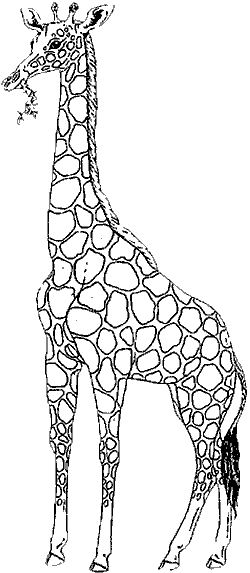 giraphe